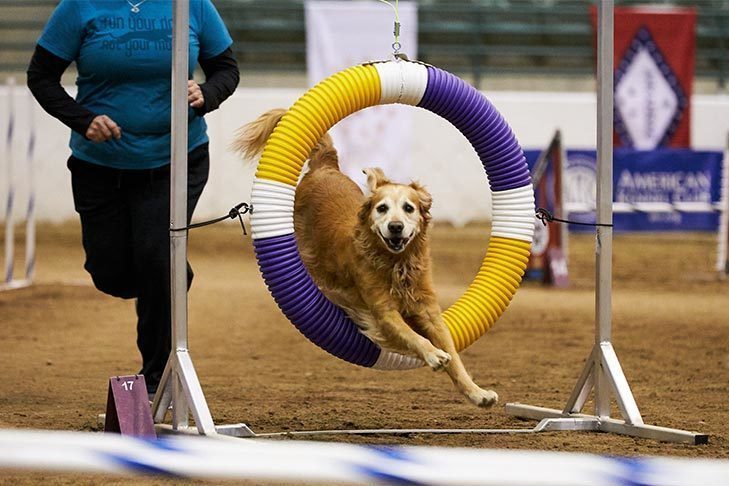 Avaliando a qualidade de vida: Decisões de fim de vida para cães de esporte