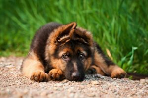 Vermes em cães: diagnóstico, prevenção e tratamento