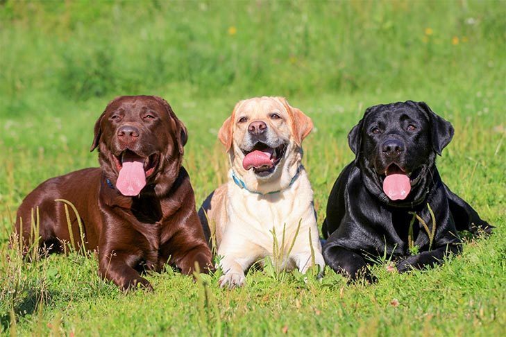 Donos de cães: os clubes de raça precisam de você!