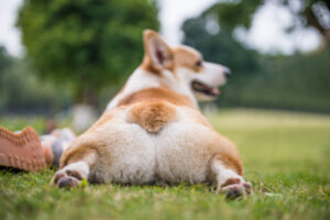 Como expressar as glândulas anais do cão em casa