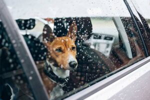 Posso deixar meu cachorro no carro no inverno?