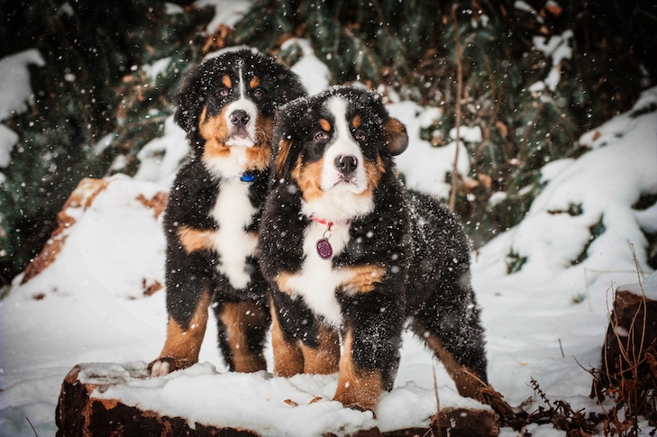 Como treinar um filhote de cachorro da montanha bernese: linha do tempo do marco