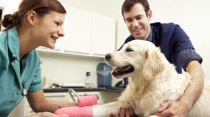 Dicas de emergência médica para seu cão