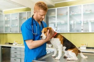 Quimioterapia para cães com câncer: perguntas comuns