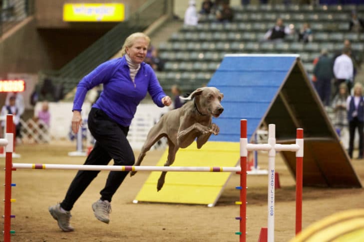 Aptidão para treinadores: ficar em forma para esportes caninos