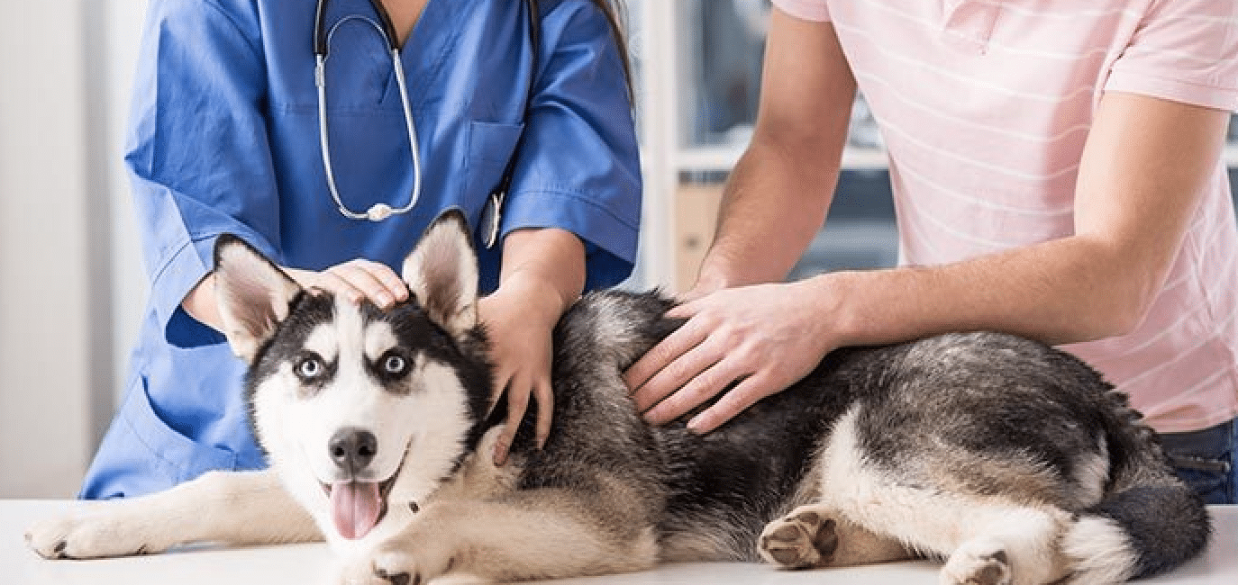 Medicamento personalizado para cães