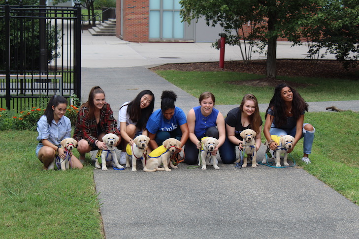 O 'Puppy Kindergarten' da Duke University examina a natureza do cão de serviço vs.