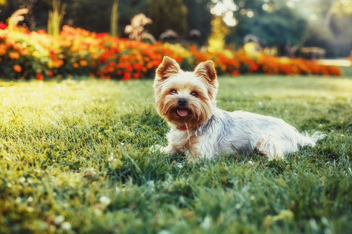 Como encontrar a melhor ração para cães de raças pequenas – The Dog Blog