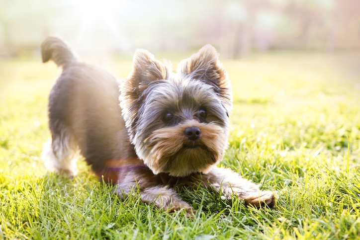 Como treinar um cachorrinho – The Dog Blog