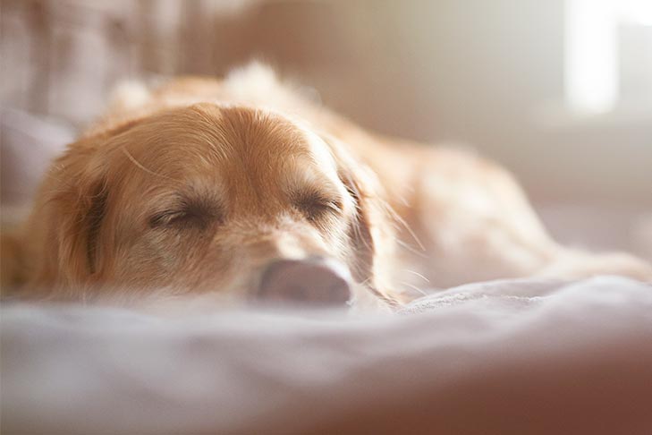 Muito sono: existe tal coisa para cães idosos?