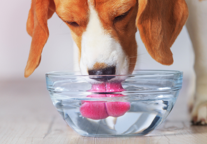 Os cães podem beber muita água?  Os perigos da intoxicação por água