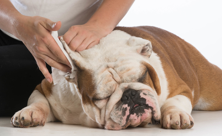 Como limpar as orelhas de um cão