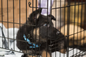 Brucelose canina em ascensão