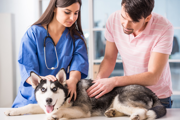 Pesquisando a causa da mucocele da vesícula biliar em cães