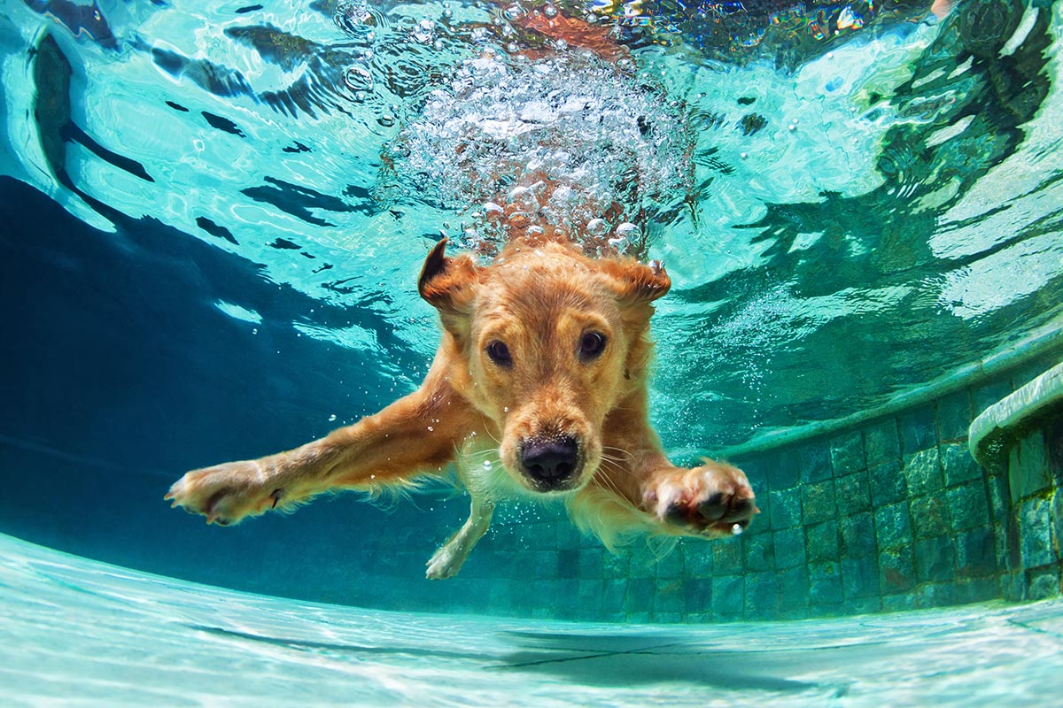 Os cães podem nadar em piscinas de cloro?