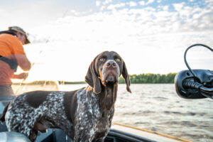 Como fazer passeios de barco e caiaque com cães