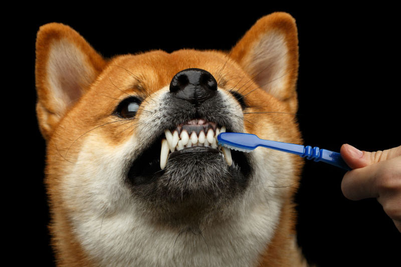 Melhor pasta de dente para cães segundo os donos de animais de estimação