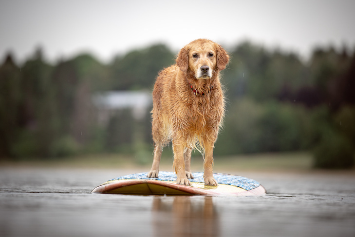 Como Stand Up Paddle Board com seu cão