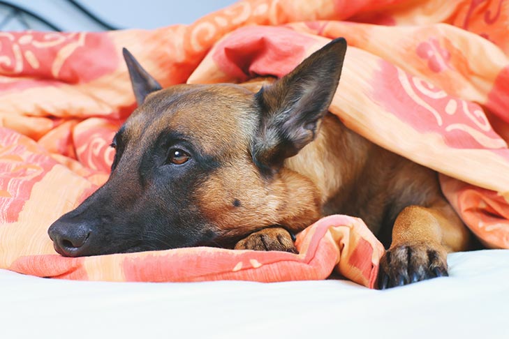Cães podem pegar sarampo?