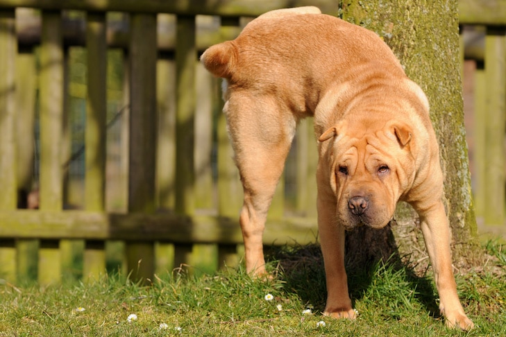 Incontinência em cães: por que meu cachorro treinado em casa faz xixi dentro de casa?