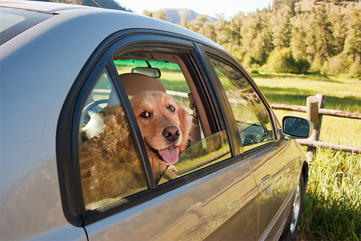 Posso deixar meu cachorro no carro se quebrar uma janela?