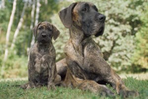Nomes de Dogue Alemão: Como nomear seu filhote de Dogue Alemão