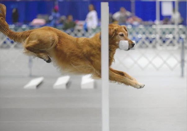 Conheça o cão mais velho a competir no Campeonato Nacional de Obediência 2019
