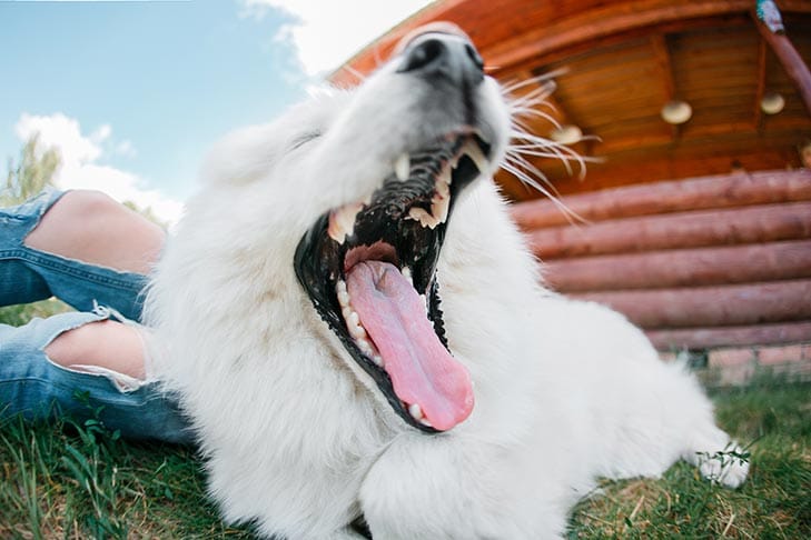 Cuidados dentários para cães: quantos dentes os cães têm?