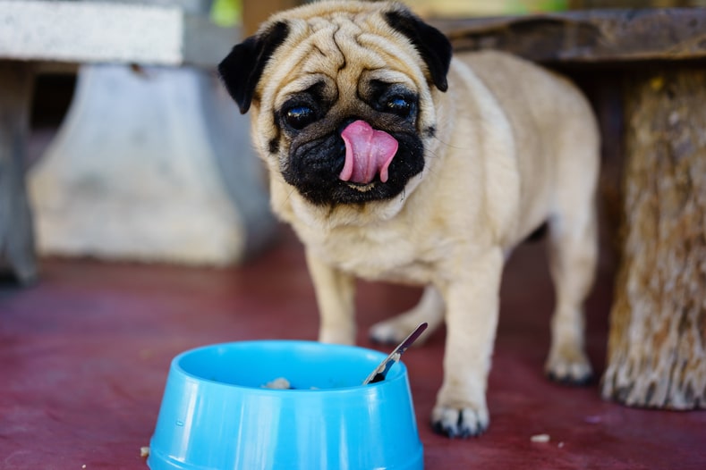 O que fazer se a comida do seu cão for retirada