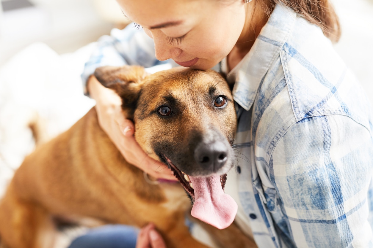 Lidando com alergias de cães: coceira na pele do cachorro e muito mais – The Dog Blog