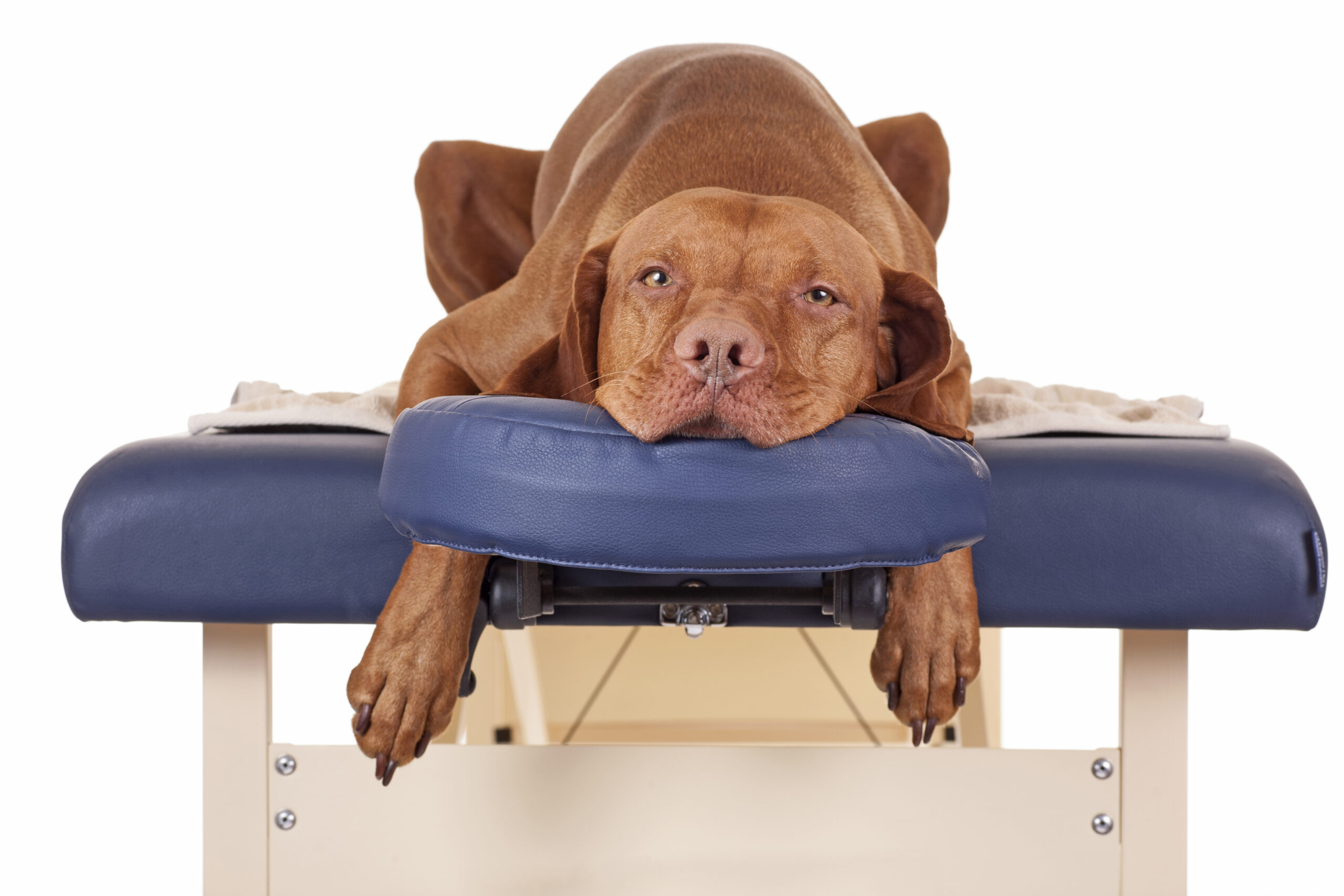 Como a massagem pode ajudar seu cão Outros tratamentos integrativos