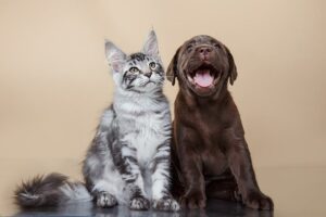 Cães podem ser alérgicos a gatos?