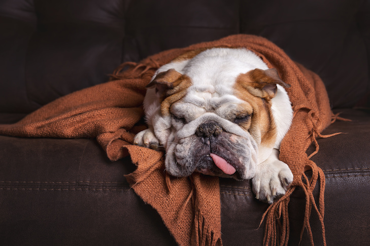 Gripe canina: sintomas, tratamento e prevenção