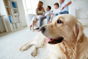 Cães não têm um sexto sentido, eles apenas têm uma audição incrível