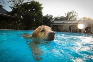 A natação é terapêutica para cães idosos?