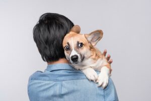 Medos e fobias comuns em cães e como ajudar a tratá-los