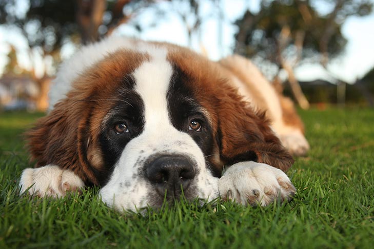 Os cães lamentam a perda de seus donos humanos?