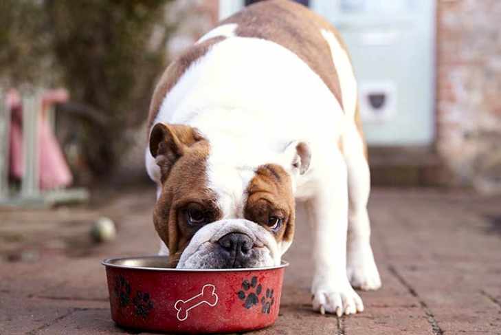 O óleo de coco é seguro para cães?