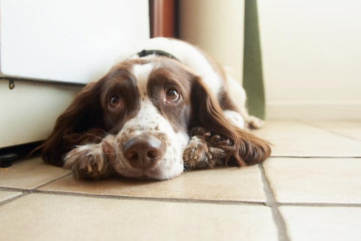 Seu cão tornou-se sensível ao ruído?  Pode ser uma dor não diagnosticada