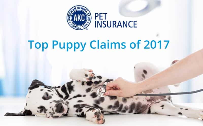 AKC Pet Insurance divulga as reivindicações de seguro de cachorro mais comuns de 2017