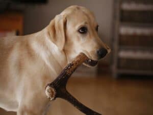 Os chifres são seguros para cães?