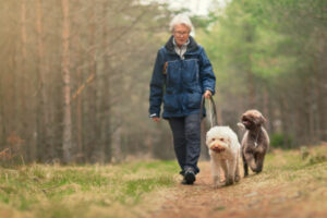 Monitorando a saúde do seu cão idoso – quando envelhecer é mais do que envelhecer