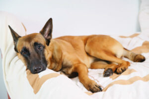 Whipworms em cães: sintomas, tratamento e prevenção