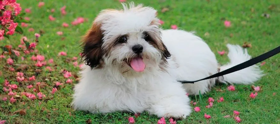 Lhasa Apso: tudo o que você precisa saber