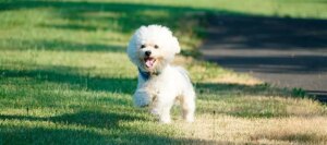 Bichon Frisé: Tudo o que você deve saber sobre esta raça