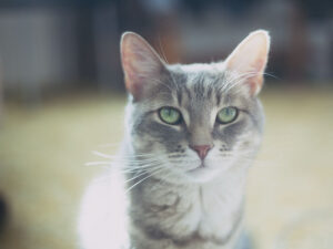 KittyClysm* – Um blog de gatos para amantes de gatos e cuidadores de gatinhos