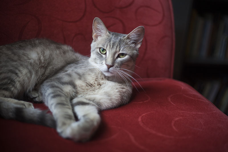 Garras fora do sofá!” Como treinar gatos para não arranhar móveis