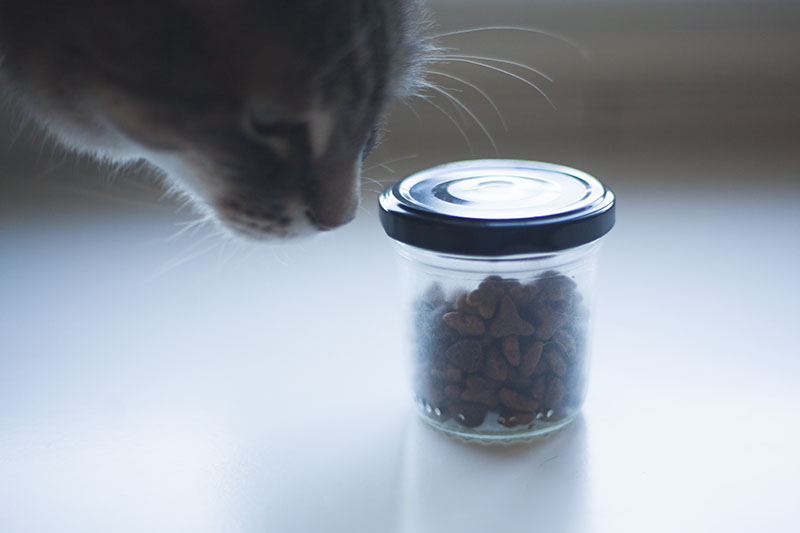 Alimentando seu gato mais de uma vez por dia?  Um truque para evitar a superalimentação