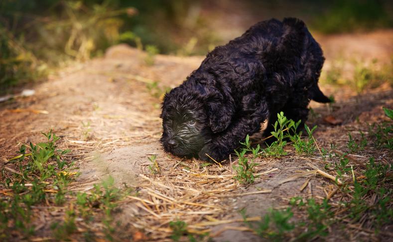 Cães podem comer cogumelos?