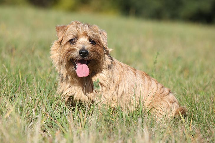 Quão quente é muito quente?  Insolação em cães